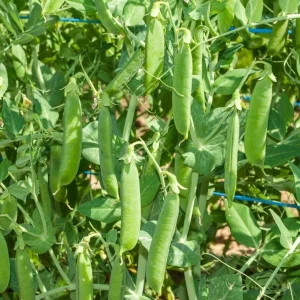 Ärtfrön 'Ambassador' - 50 Ekologiska frön