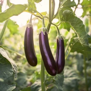 Auberginefrön 'De Barbentane' - 20 Ekologiska frön