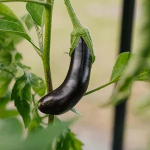 Auberginefrön 'Violetta Lunga 3' - 20 Ekologiska frön