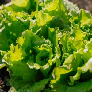 Bataviasallatsfrön 'Maravilla de Verano' - 200 Ekologiska frön