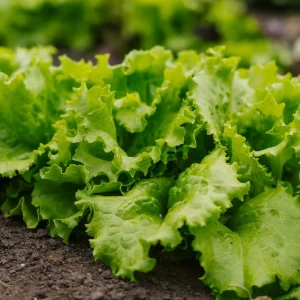 Bataviasallatsfrön 'Blonde de Paris' - 200 Ekologiska frön