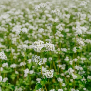 Blomsterblandning 'Bloom mix' - 125 Ekologiska frön