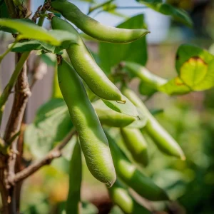 Bondbönfrön 'Eleonora' - 5 Ekologiska frön