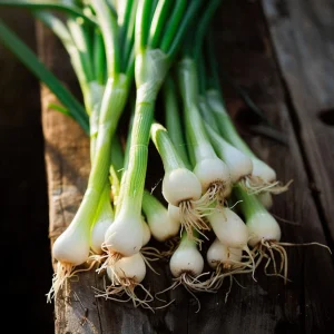 Salladslöksfrön 'White Lisbon' - 100 Ekologiska frön