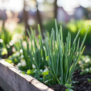 Salladslöksfrön 'Winterheckenzwiebel' - 80 Ekologiska frön