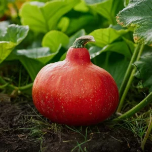 Pumpafrön 'Red Kuri' - 5 Ekologiska frön