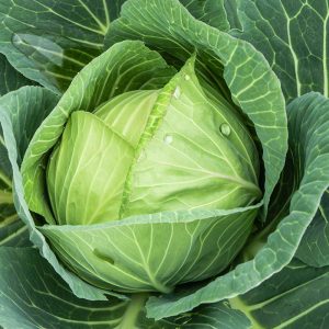 Vitkålsfrön 'Langedijker Bewaar' - 50 Ekologiska frön