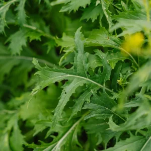 Salladsfrön 'Mizuna' - 100 Ekologiska frön