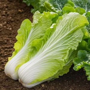 Salladskålsfrön 'Granat' - 50 Ekologiska frön