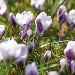 Krokus, Crocus 'Prins Claus'