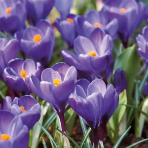 Krokus, Crocus 'Remembrance'