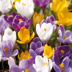 Krokusblandning 'Vernus Mixed'