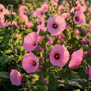 Sommarmalvafrön - 100 Ekologiska frön