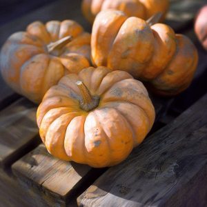 Pumpafrön 'Muscat de Provence' - 5 Ekologiska frön