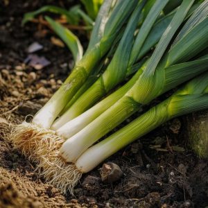 Purjolöksfrön 'Avano' - 100 Ekologiska frön