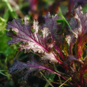 Salladssenapsfrön 'Rouge metis' - 180 Ekologiska frön