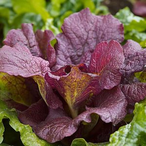 Salladssenapsfrön 'Red Giant' - 180 Ekologiska frön