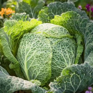 Savoykålsfrön 'Smaragd' - 50 Ekologiska frön
