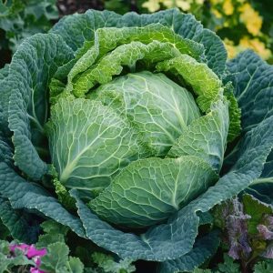 Savoykålsfrön 'Winterfürst' - 50 Ekologiska frön