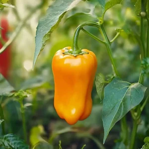 Snackpaprikafrön 'Radja' - 5 Ekologiska frön