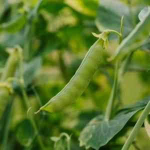 Sockerärtfrön 'Heraut' - 20 Ekologiska frön