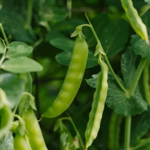 Sockerärtfrön 'Norli' - 20 Ekologiska frön