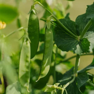 Sockerärtfrön 'Sweet Horizon' - 20 Ekologiska frön