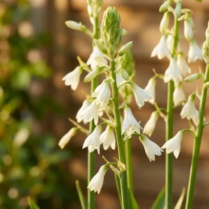 Sommarhyacint, Galtonia Candicans