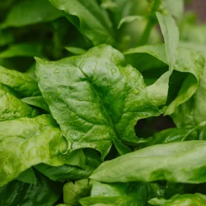 Spenatfrön 'Early Giant Leaf' - 125 Ekologiska frön