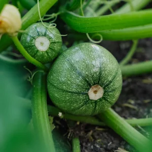 Squashfrön 'Ola redonda' - 5 Ekologiska frön