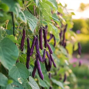 Stångbönafrön 'Brunhilde' - 20 Ekologiska frön