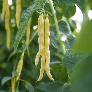 Stångbönafrön 'Golden Gate' - 20 Ekologiska frön