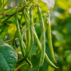 Stångbönafrön 'Cobra' - 20 Ekologiska frön