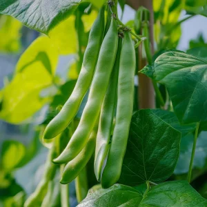 Stångbönafrön 'Helda' - 20 Ekologiska frön