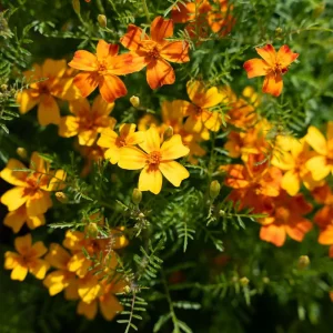 Tagetesfrön 'French Marigold' - 75 Ekologiska frön