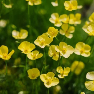 Vallmofrön 'Foothill' - 100 Ekologiska frön