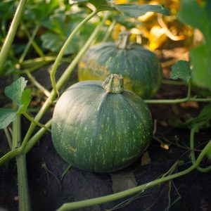 Vintersquashfrön 'Groene Hokkaido' - 4 Ekologiska frön