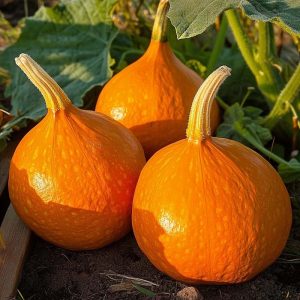 Vintersquashfrön 'Uchiki Kuri' - 5 Ekologiska frön