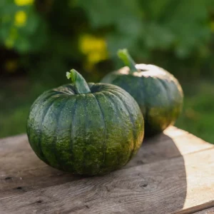 Vintersquashfrön 'Zappalito' - 4 Ekologiska frön