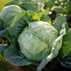 Vitkålsfrön 'Roem van Enkhuizen 2' - 60 Ekologiska frön